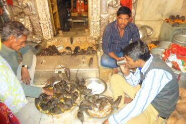 Visiting Shri Karni Mata: The Rat Temple of Deshnoke