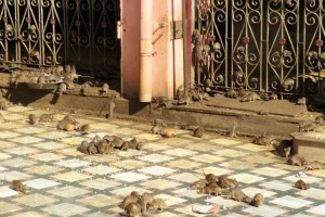 Rats eating on the floor of the Shri Karni Mata Rat Temple in the village of Deshnoke in India