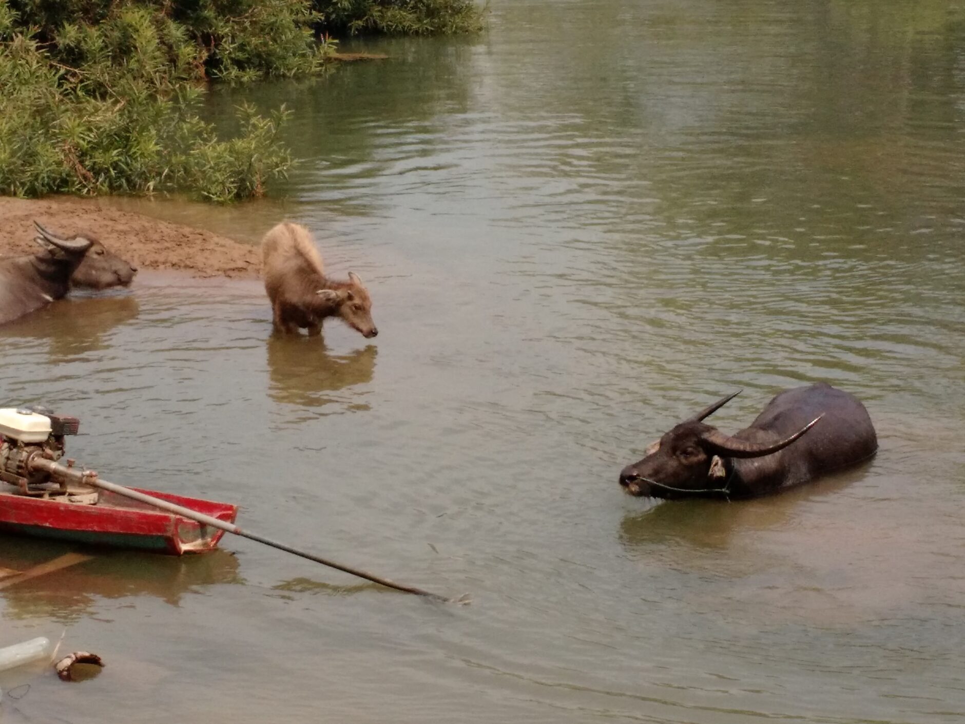 A red canoe and two buffalos in a green river on Don Det Island in Laos
