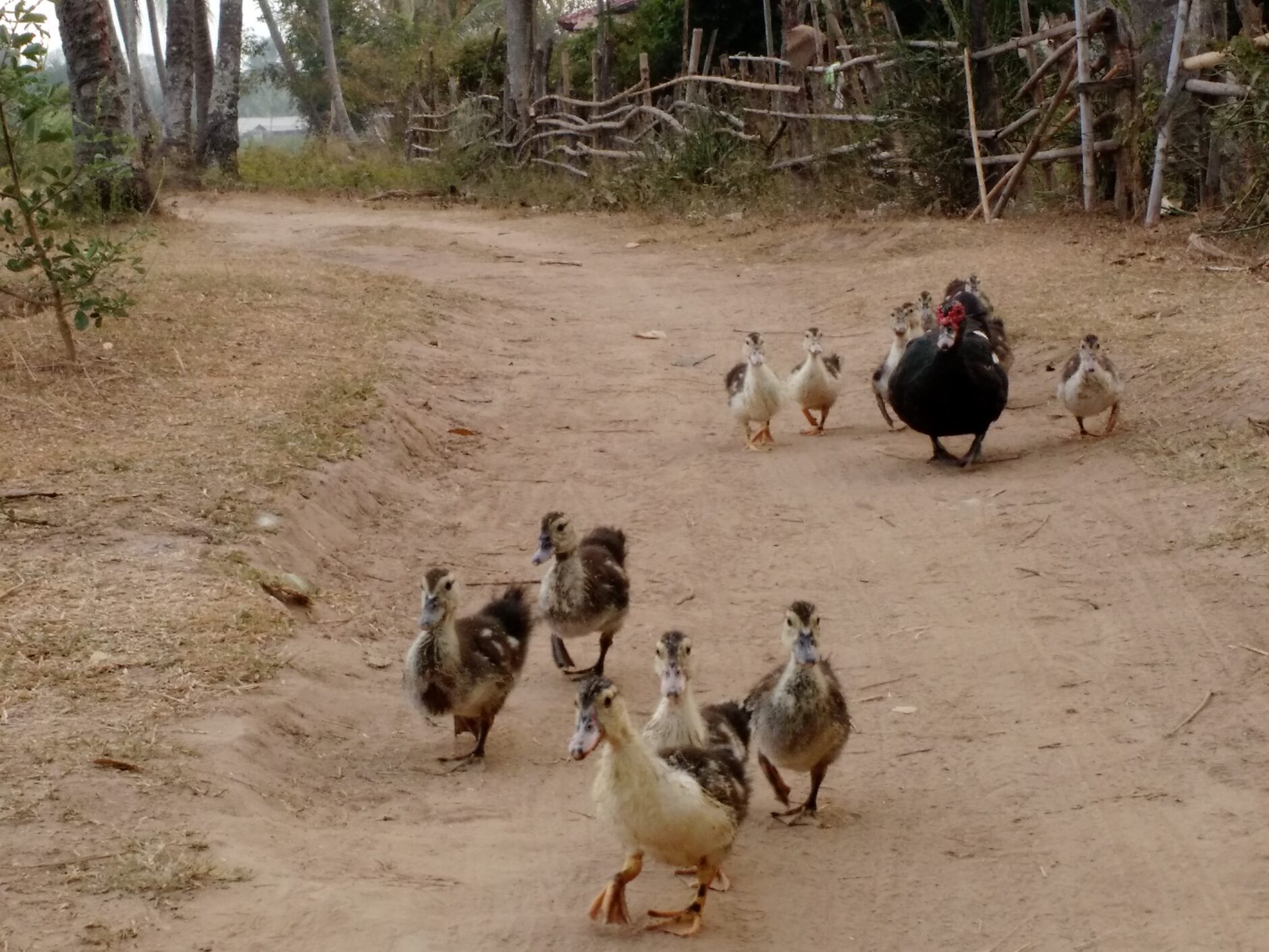 Row of ducks and ducklings on a dusty path on Don Det Island in Laos