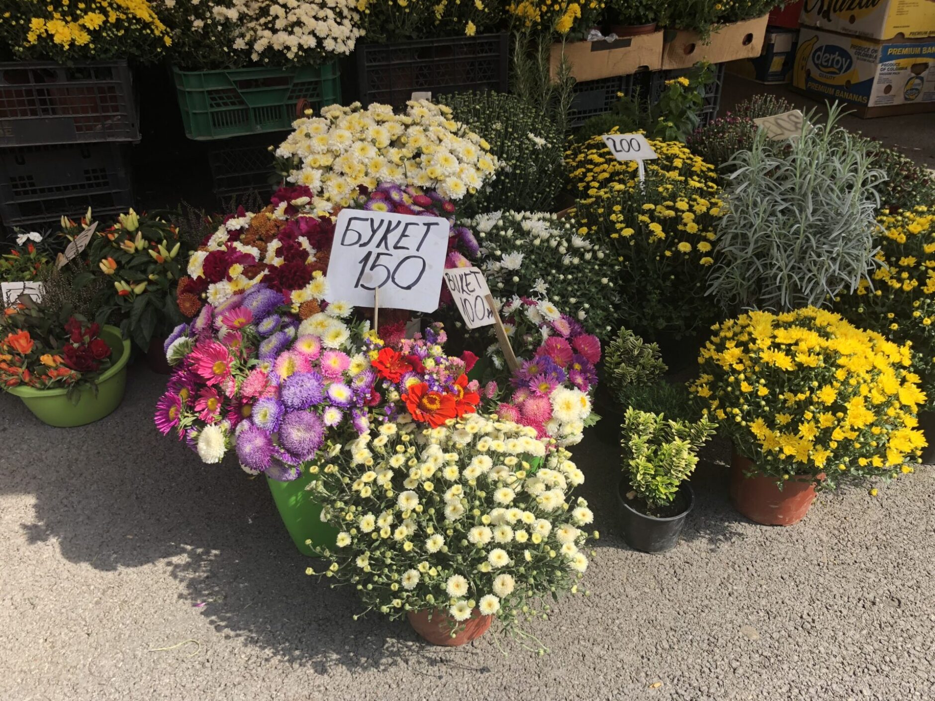 Potted carnation flowers at outdoor market