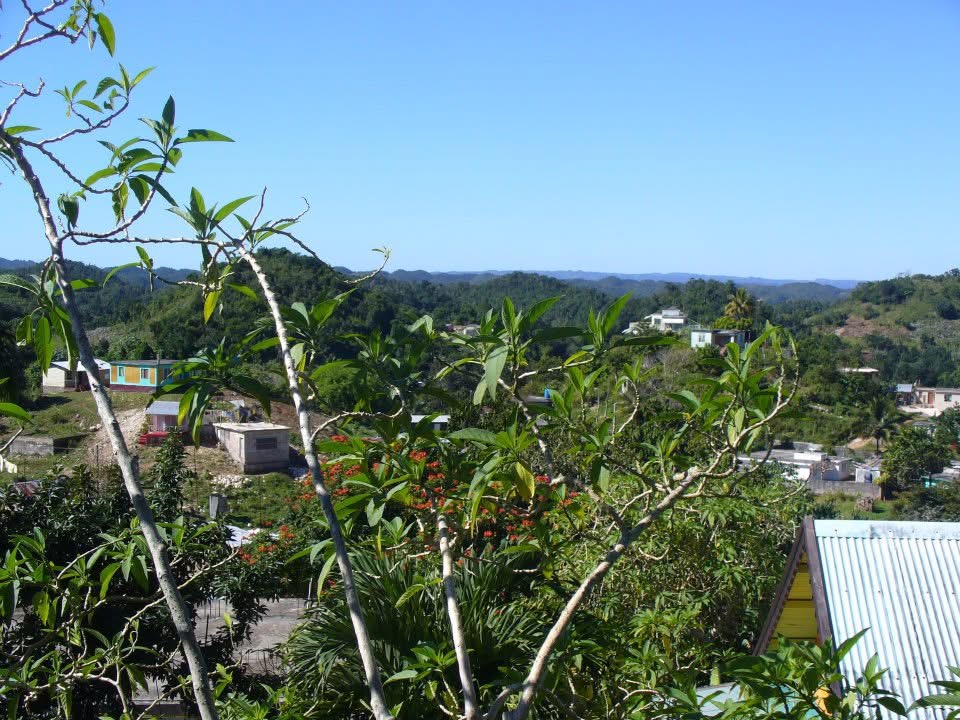 View of lush green vegetation 