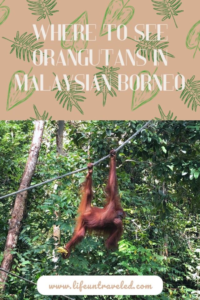 Where to See Orangutans in Borneo Malaysia