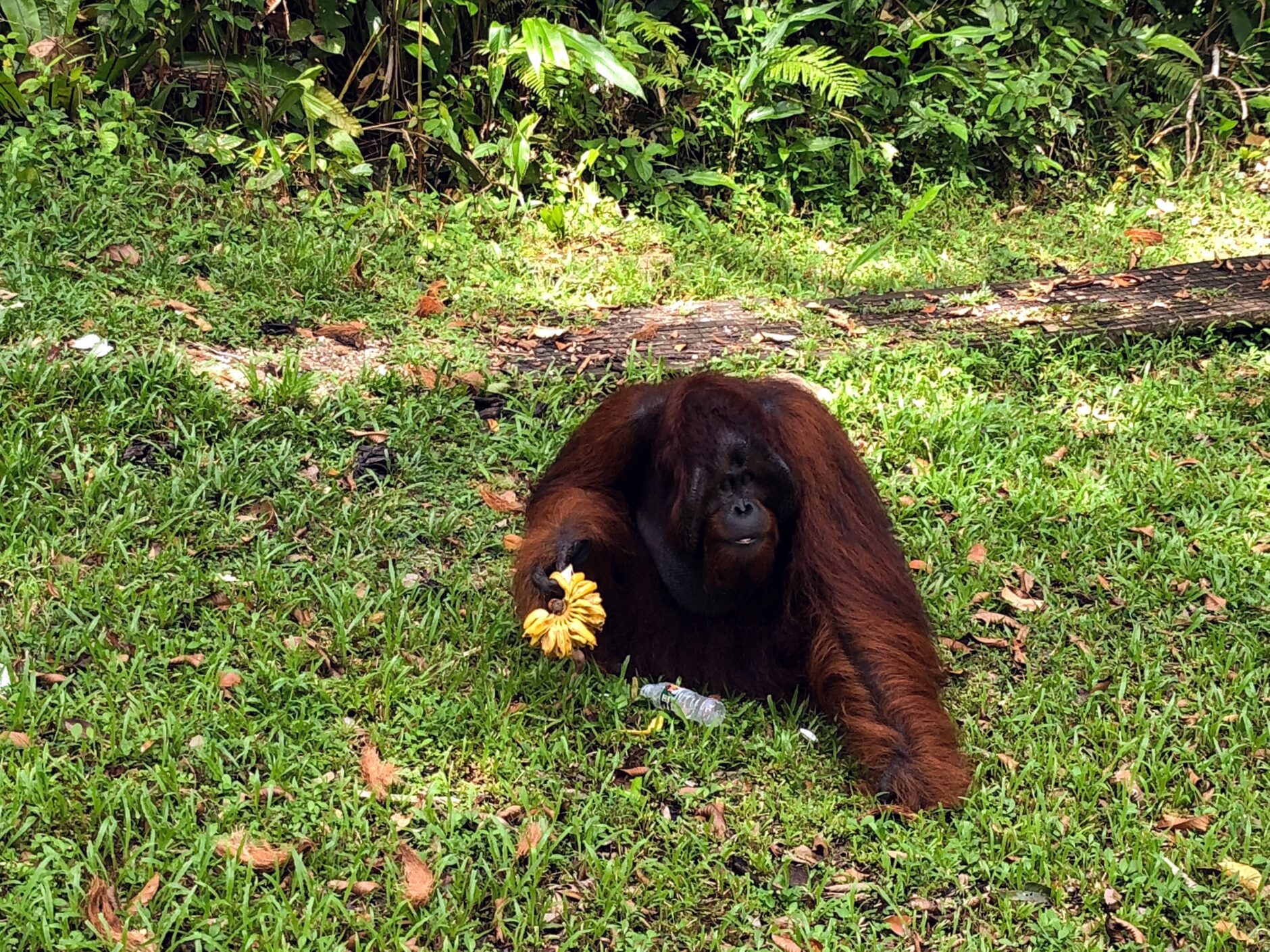 Large male orangutan with long brown fur eating a bunch of bananas on the grass 
