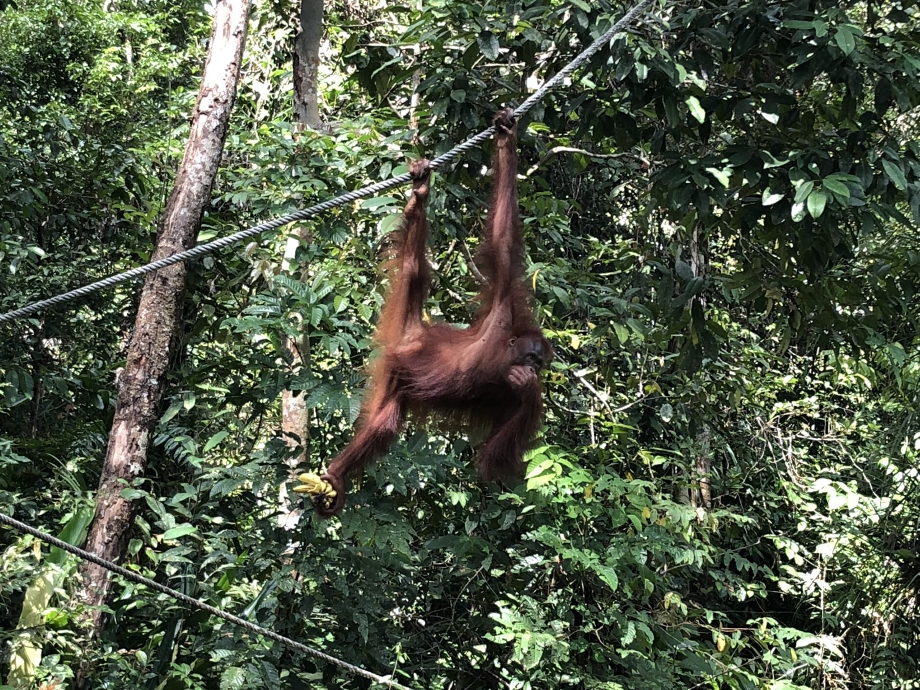 A large orange male orangutan swinging on a vine in a lush green jungle