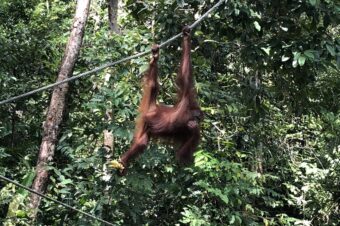 Where to See Endangered Species in Malaysian Borneo