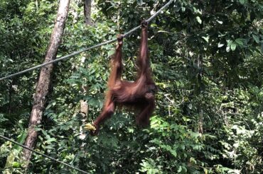 Where to See Endangered Species in Malaysian Borneo