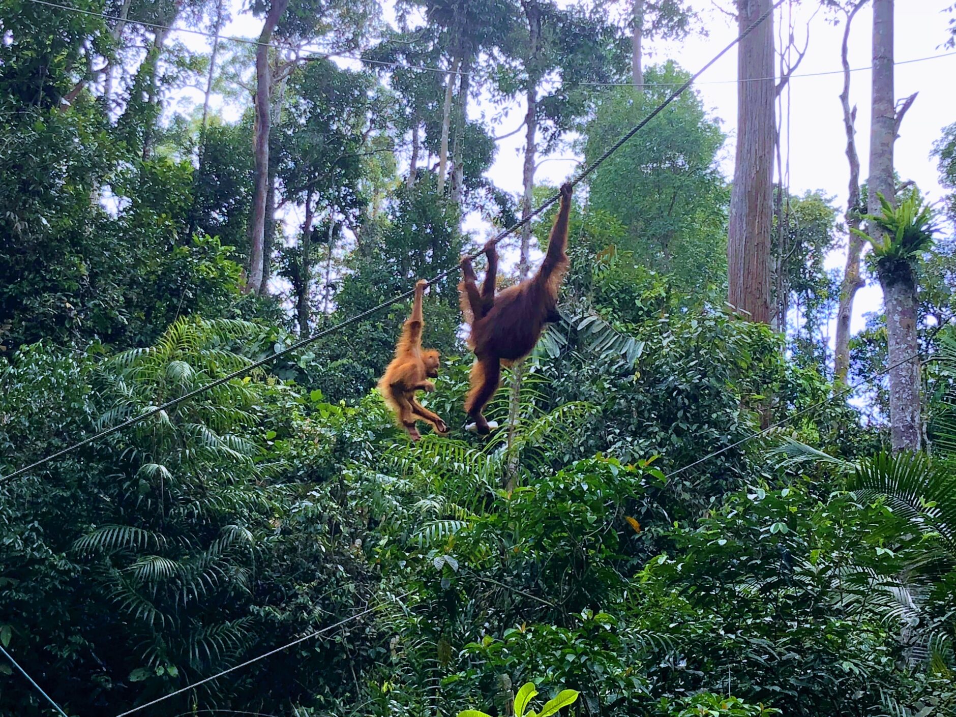 An mother orangutan and her orange baby swinging from a vine in the jungle