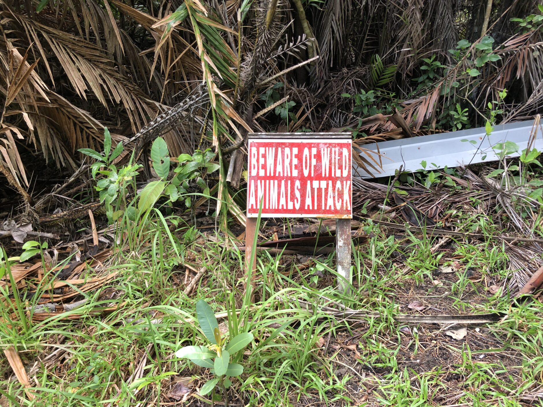Red sign with white lettering written beware of wild animal attacks 
