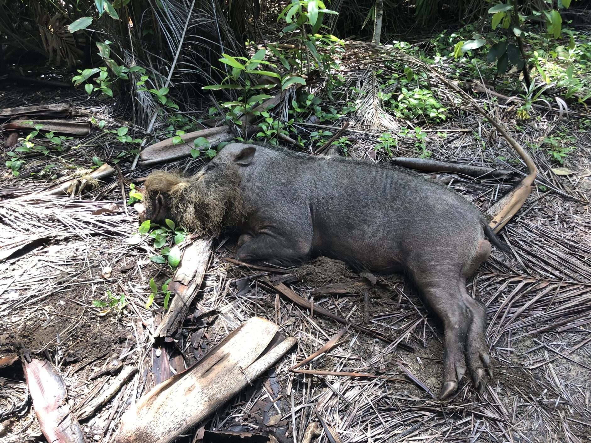 Bearded pig sleeping on branches on the ground