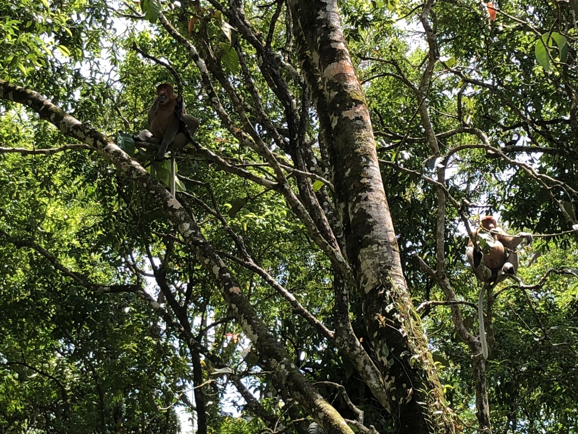 Proboscis monkeys with long noses and big bellies sitting in a tree